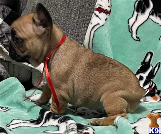 a french bulldog dog lying on a blanket