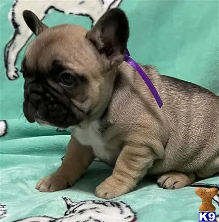French Bulldog puppy for sale: a small french bulldog dog with a purple collar