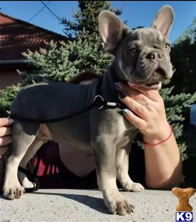 French Bulldog puppy for sale: a person holding a french bulldog dog