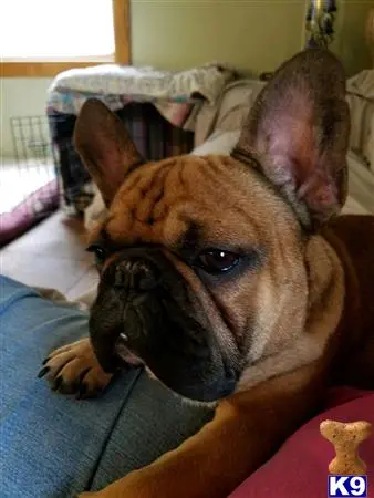 French Bulldog stud dog: a person holding a french bulldog dog