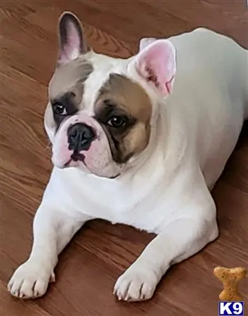 French Bulldog stud dog: a french bulldog dog lying on the floor