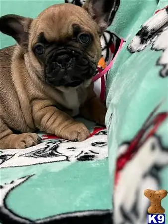 French Bulldog puppy for sale: a french bulldog dog lying on a blanket