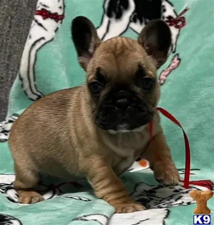 French Bulldog puppy for sale: a french bulldog dog sitting on a bed