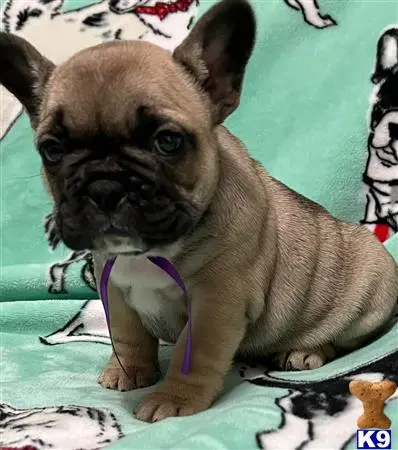 French Bulldog puppy for sale: a french bulldog dog sitting on a blanket