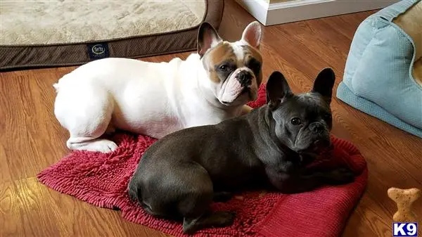 French Bulldog stud dog: a french bulldog dog and a cat lying on a red blanket