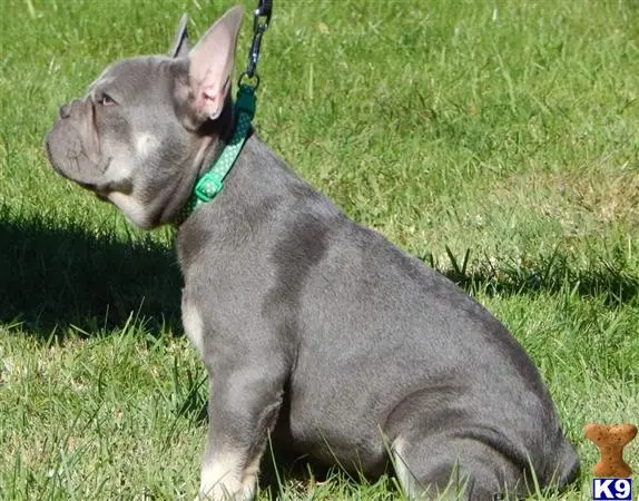 French Bulldog puppy for sale: a french bulldog dog on a leash