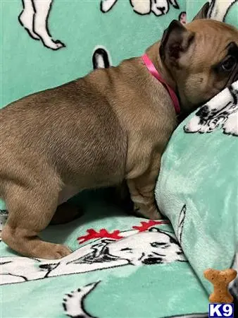 French Bulldog puppy for sale: a french bulldog dog lying on a bed