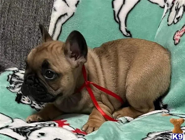 French Bulldog puppy for sale: a small french bulldog dog on a blanket