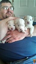 American Eskimo Dog