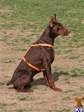 Doberman Pinscher