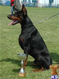 Doberman Pinscher