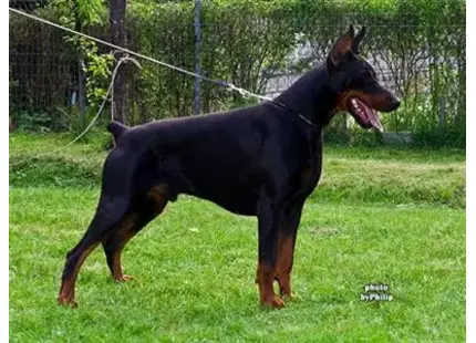 Doberman Pinscher