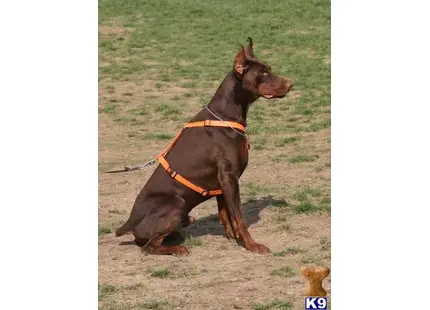 Doberman Pinscher