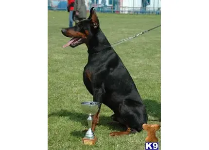 Doberman Pinscher