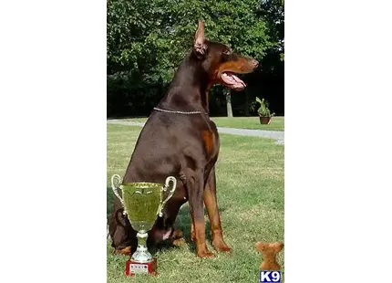 Doberman Pinscher