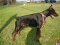 Doberman Pinscher
