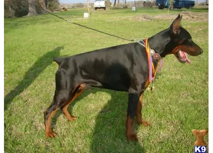 Doberman Pinscher