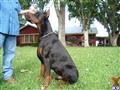 Doberman Pinscher