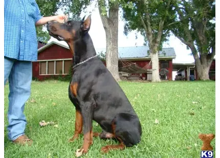 Doberman Pinscher