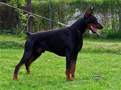 Doberman Pinscher puppy for sale