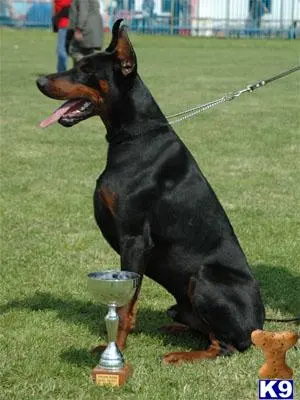 Doberman Pinscher