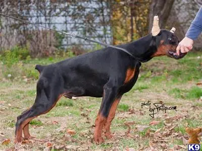 Doberman Pinscher puppy for sale