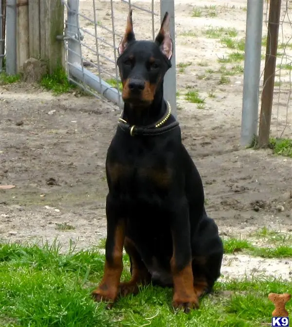 Doberman Pinscher puppy for sale