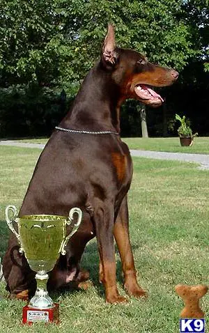 Doberman Pinscher