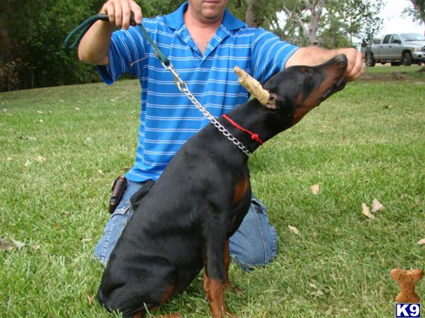 doberman pinscher puppy posted by travis_78602