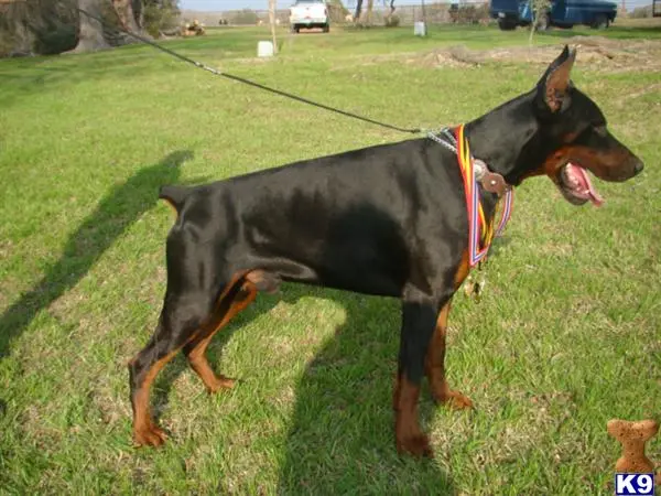 Doberman Pinscher puppy for sale