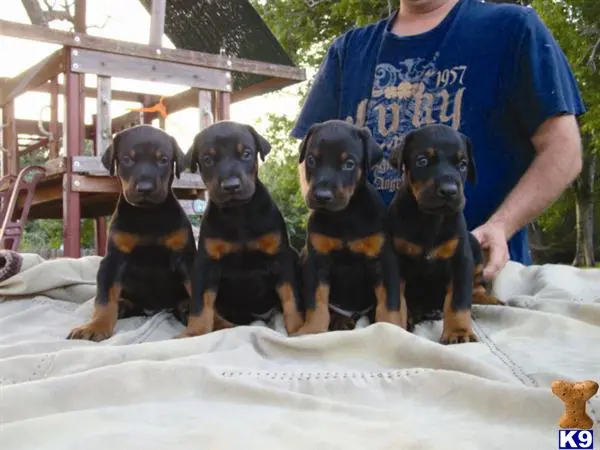 Doberman Pinscher puppy for sale