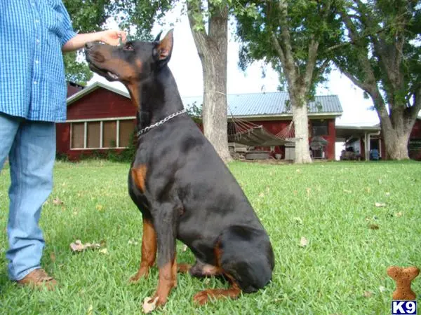 Doberman Pinscher puppy for sale