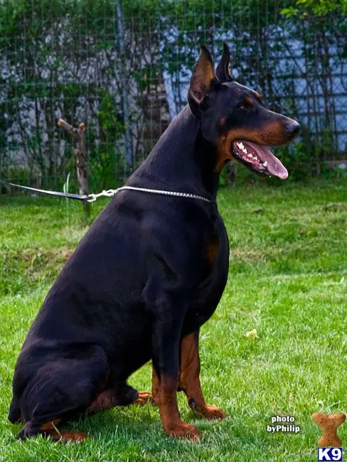 Doberman Pinscher puppy for sale