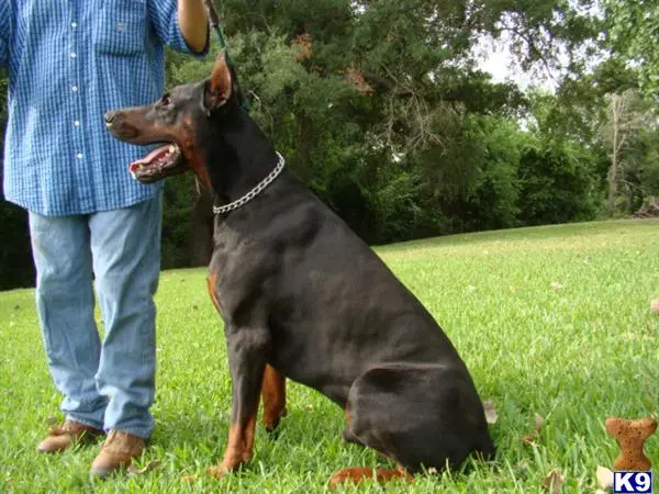 Doberman Pinscher puppy for sale