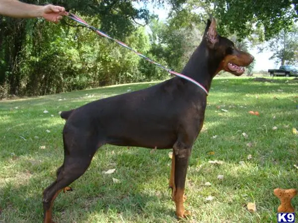 Doberman Pinscher puppy for sale