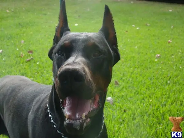 Doberman Pinscher puppy for sale