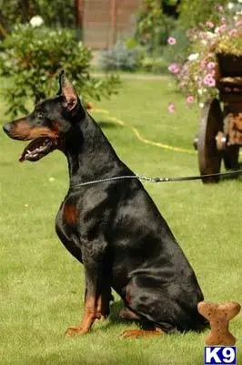 Doberman Pinscher puppy for sale