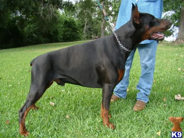 Doberman Pinscher puppy for sale