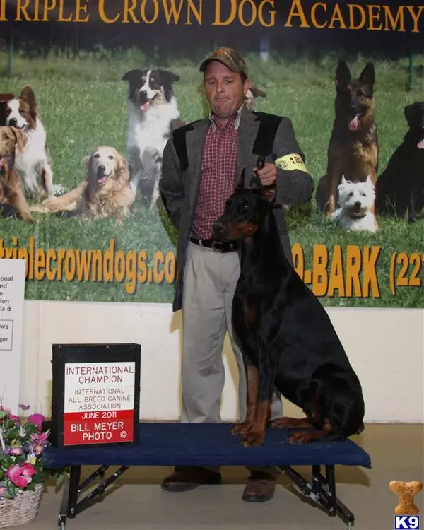 Doberman Pinscher puppy for sale