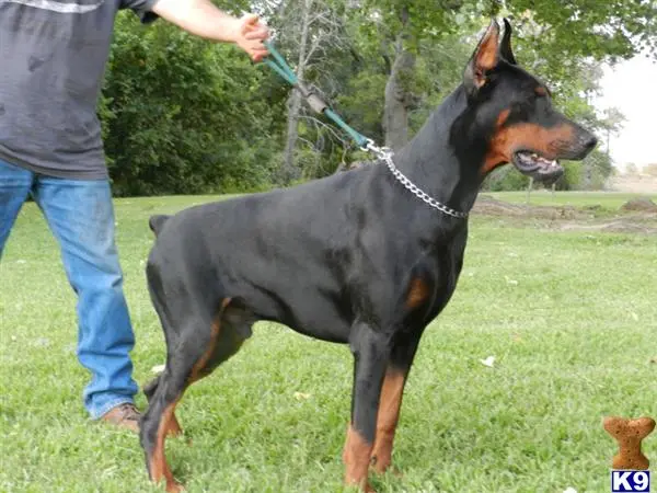 Doberman Pinscher puppy for sale