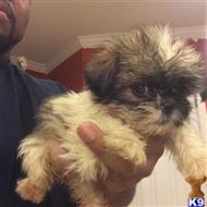 Shih Tzu