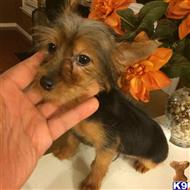 Yorkshire Terrier