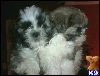 pocket shih tzu puppies for sale shih tzu puppy for sale pocket size shihtzu puppies 7 years pocket shih tzu puppies for sale shih tzu puppy for sale pocket size shihtzu puppies 7 years