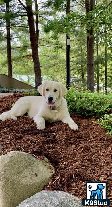 Golden Retriever stud dog