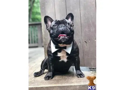 French Bulldog