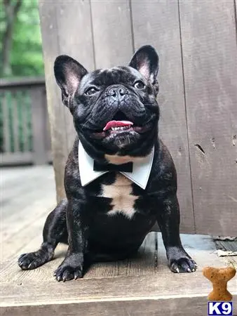 French Bulldog stud dog