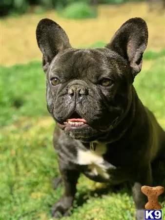 French Bulldog stud dog