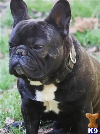 French Bulldog stud dog