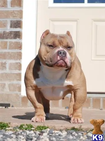 American Bully stud dog: a american bully dog standing outside