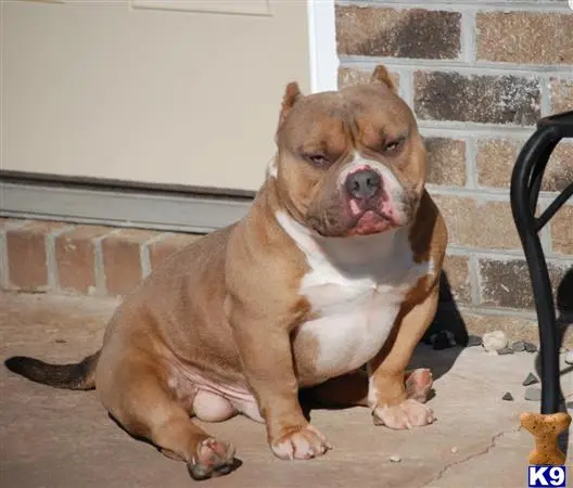 American Bully stud dog: a american bully dog sitting on the ground